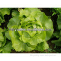 Green Iceberg Lettuce Seeds For Growing High Germination-Leaves Lettuce